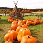 Pumpkins, Gilford NH. Photograph by Jeffrey Newcomer.